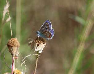 Hauhechel-Bläuling - 