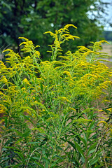 Goldruten ( Solidago ).