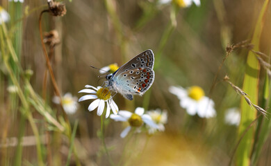 Hauhechel-Bläuling - 