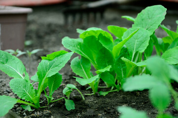 Young cabbage seedlings in the garden in spring. Concept of ecology, cultivation, agriculture.