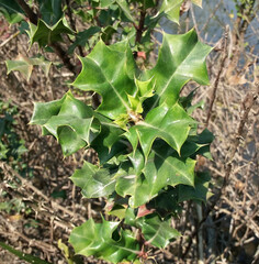 Common holly acanthus trees with thorns