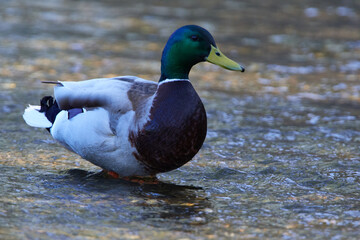 Stockente an einem See	