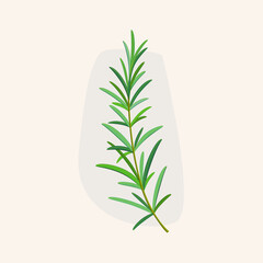 Branch of rosemary. Flat vector colorful illustration.