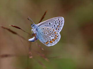 Hauhechel-Bläuling - 