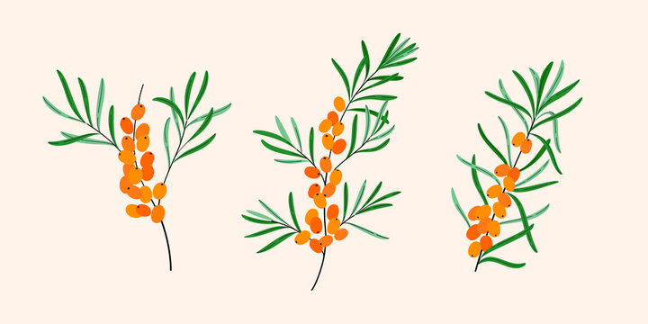 Sea buckthorn. Flat vector naturalistic illustration.