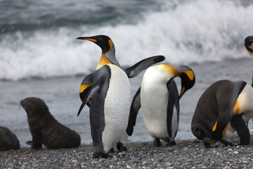 South Georgia group of king penguins close up on a sunny winter day