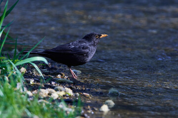 Amsel im Frühjahr an einem Fluß
