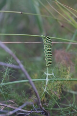 Gusano Arracache Cartepillar