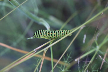 Gusano Arracache Cartepillar