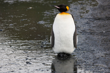 Fototapeta premium South Georgia portrait of a royal penguin close up on a sunny winter day