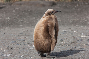 South Georgia royal penguin chick on a cloudy winter day © Iurii