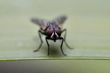 fly on a leaf