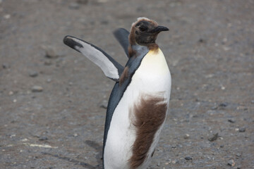 Obraz premium South Georgia portrait of a royal penguin close up on a sunny winter day