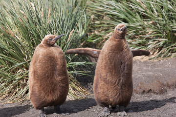 South Georgia royal penguin chick on a cloudy winter day © Iurii