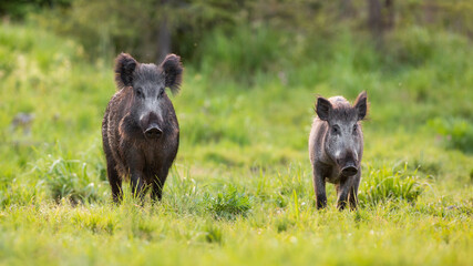 Two wild boars, sus scrofa, approaching on glade in spring nature. Couple of mammals moving on grassland in sunlight. Pair of wild animals with tusk going closer on sunny field.