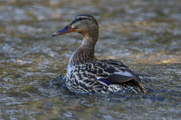 Stockente auf einem Fluß