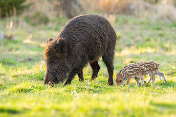 Family of wild boar, sus scrofa, grazing on glade in spring nature. Adult hairy mammal with piglets feeding on green grass backlit by morning sun.