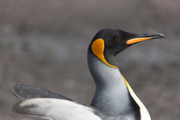 South Georgia portrait of a royal penguin close up on a sunny winter day