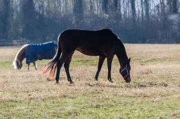 Horses on a daily pasture on a backpack near the city of Novi Sad, Serbia 