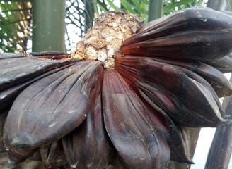 Fruit part of nipa palm tree in the sundarbans