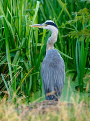Heron in Bushy Park, London UK