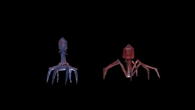 Rotating models of bacteriophages. These are viruses that multiply inside bacteria and cause their death. In some cases they are used in the fight against bacteria instead of antibiotics.