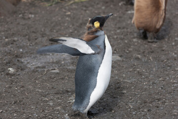 South Georgia royal penguin chick on a cloudy winter day