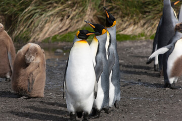 South Georgia group of king penguins close up on a sunny winter day