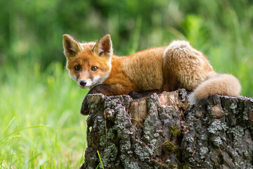 Cute red fox, vulpes vulpes, cub lying on a tree stump in springtime forest. Adorable immature wild...