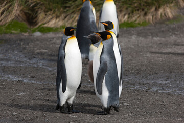 South Georgia group of king penguins close up on a sunny winter day