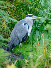 Heron in Bushy Park, London UK