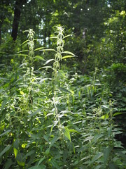 Thickets of stinging nettle in the forest