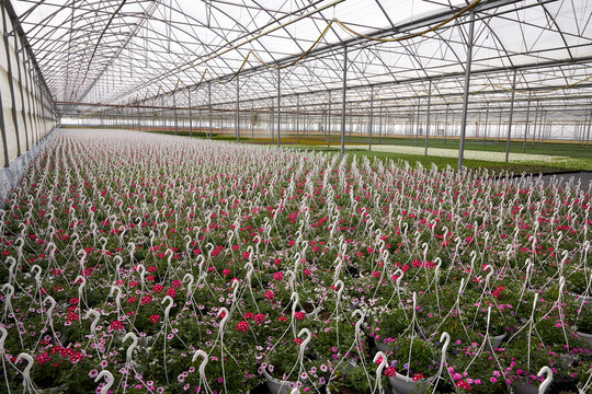 viele bunte bl&uuml;hende blumen in blumenampeln in einem gro&szlig;en gew&auml;chshaus in einer g&auml;rtnerei