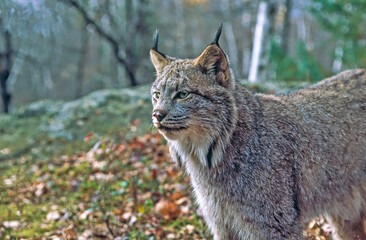 Obraz premium Canadian lynx in profile close up