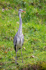 H&eacute;ron cendr&eacute; de face