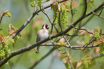 Distelfink im Frühjahr in der Oberlausitz	