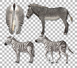 Fototapeta na wymiar Set of different sides of zebra isolated on transparent background