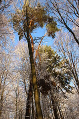 forêt enneigée