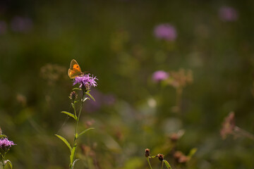 a butterfly with orange wings and black dots sitting on a purple flower in the sunlight during summer period