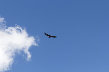 Fototapeta na wymiar Condor flight