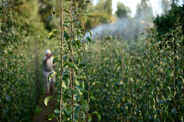 Agricultor cuidando das árvores