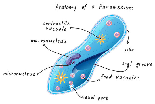 Anatomy of a Paramecium