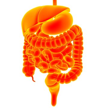 Human Digestive System Anatomy For Medical Concept 3D Rendering