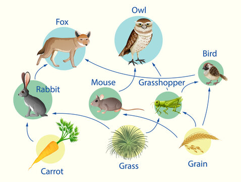 Education poster of biology for food chains diagram