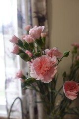 carnation pink in vase