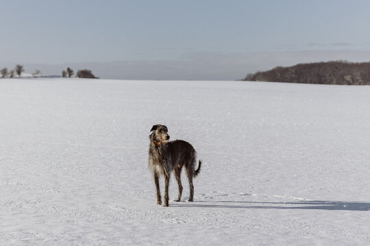 Feld im Schnee