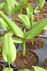 junge frische kurkumapflanzen.in töpfen in einer gärtnerei