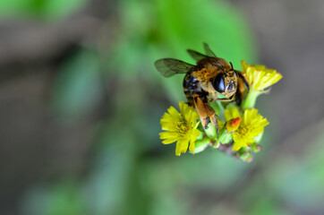 bee on flower