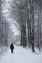 Spacer zimą w lesie śnieg - obrazy, fototapety, plakaty