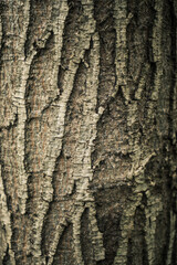 Close-Up of Brown Tree Bark Texture with Natural Patterns